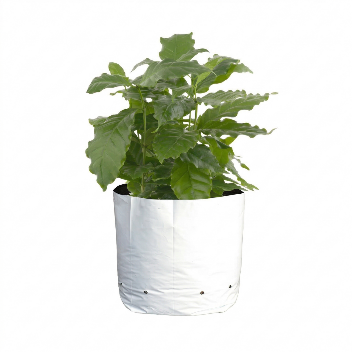 CASE 7 Gal Sungrower Black and White Grow Bags (500/cs)