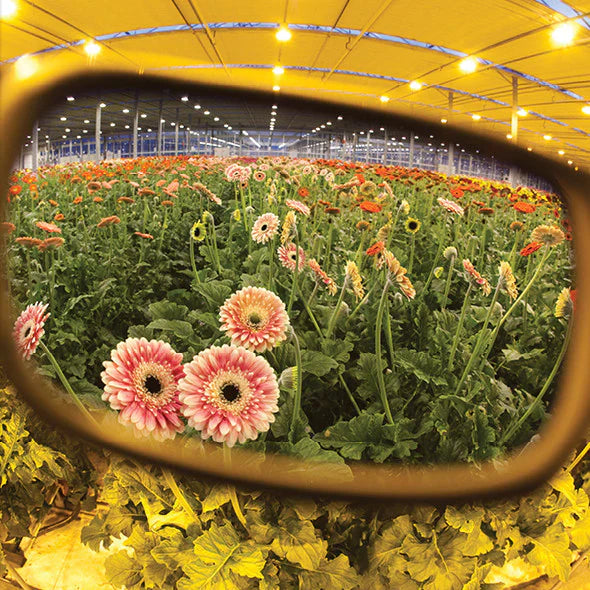 Method Seven Lennox HPS Plus for Women Glasses