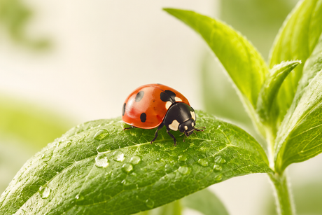 Pest & Disease Control