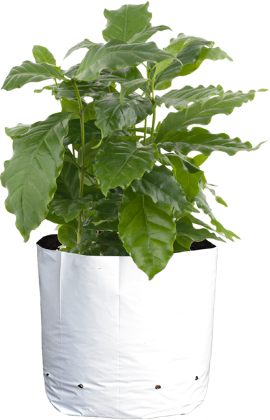 CASE 30 Gal Sungrower® Black and White Grow Bags (100/cs)