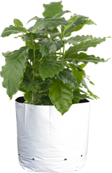 CASE 30 Gal Sungrower® Black and White Grow Bags (100/cs)