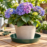 Anderson Heavy Duty Green Saucers - 8" (Case of 96)